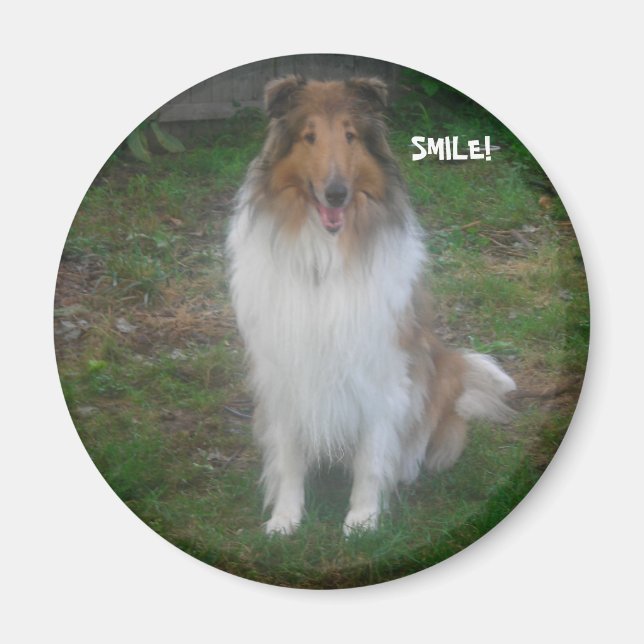 AIMANT COLLIE SMILE ! (Devant)