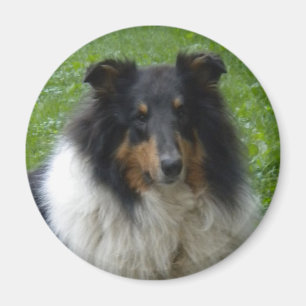 Aimant Collie -Tri -Magnet