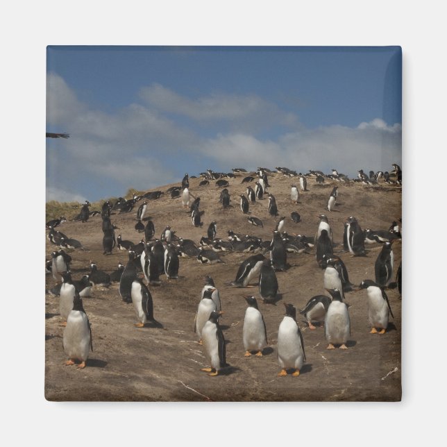 Aimant colonie de Penguin Gentoo (Pygoscelis papua) sur l (Devant)