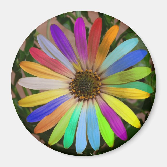 Aimant coloré de la marguerite africaine (Devant)