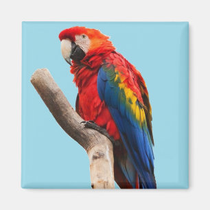 Aimant Colorful Parrot Portrait