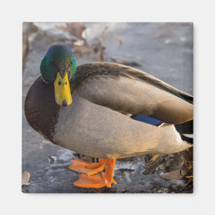 Aimant Colvert sur glace