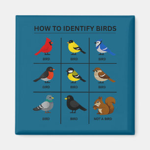 Aimant Comment identifier un oiseau drôle ornithologie mi