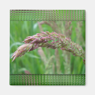 Aimant Comment l'herbe grandit l'aimant