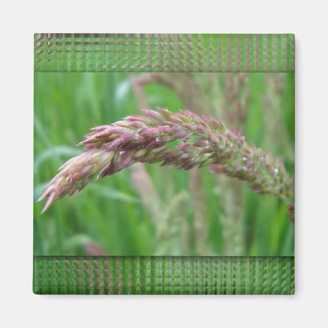 Aimant Comment l'herbe grandit l'aimant (Devant)