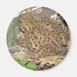 Aimant commun de crapaud européen