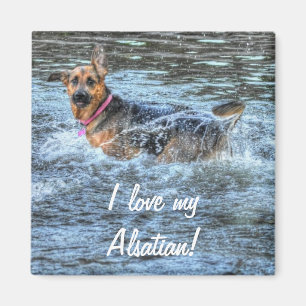 Aimant Conception de chiens pour les amateurs de moules