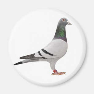 Aimant conception de pigeon