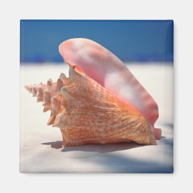 Aimant Conch Shell (Devant)