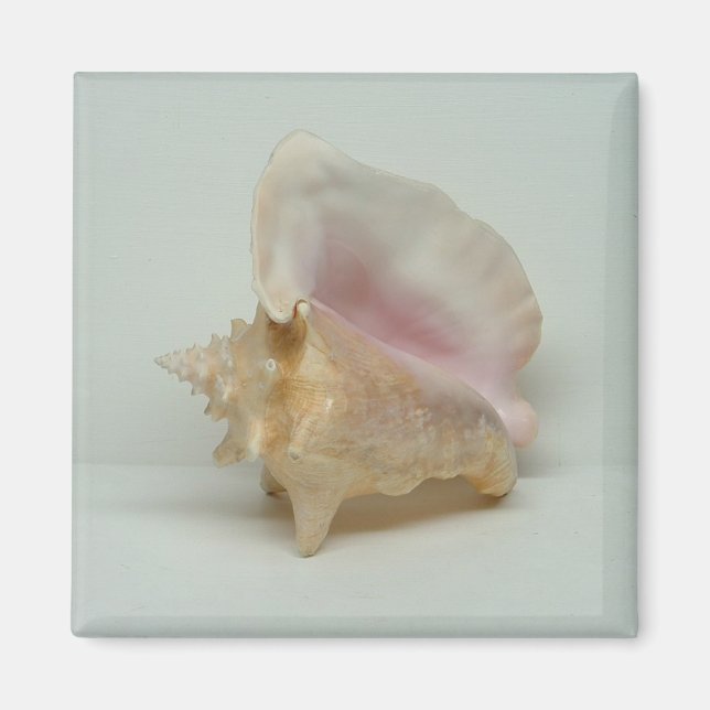 Aimant CONCH SHELL (carré) (Devant)