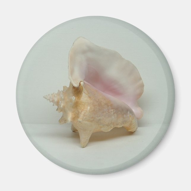 Aimant CONCH SHELL (rond) (Devant)