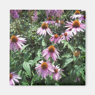 Aimant Confleur pourpre