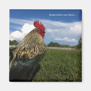 Aimant Coq Bob quelque part là