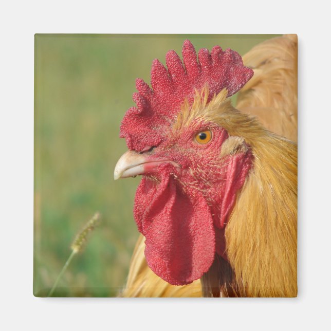 Aimant Coq Buff (Devant)