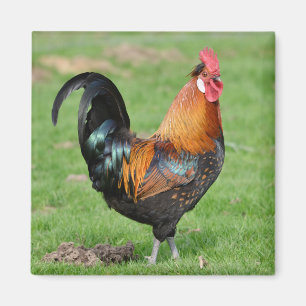 Aimant Coq rouge et noir