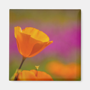 Aimant coquelicot et rose