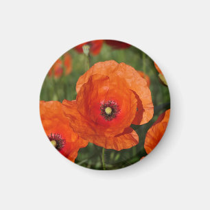 Aimant Coquelicots communs