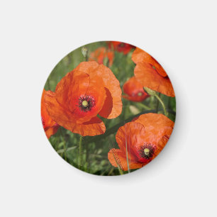 Aimant Coquelicots communs