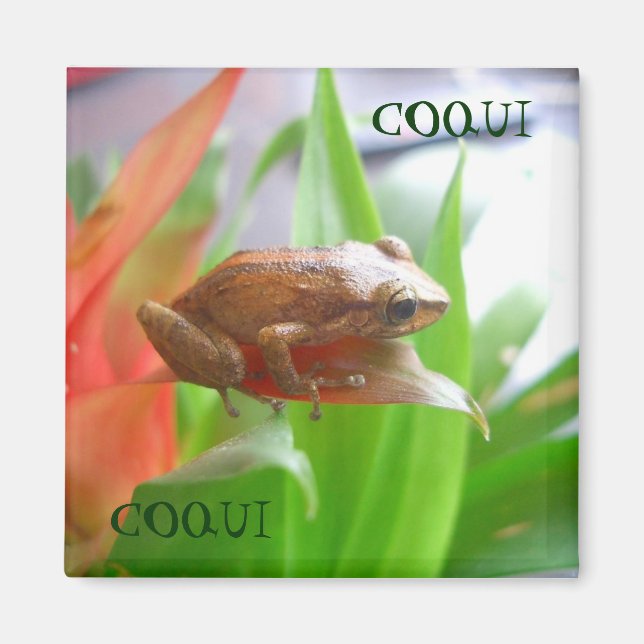AIMANT COQUI (Devant)