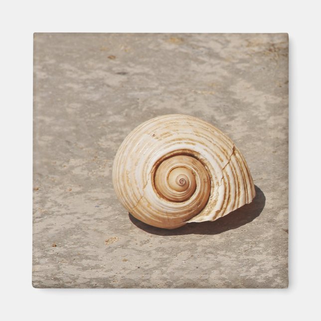 Aimant Coquillage (Devant)