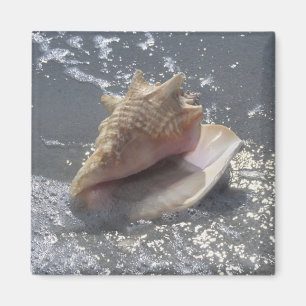 Aimant Coquillage sur l'île de la plage   Sanibel, la