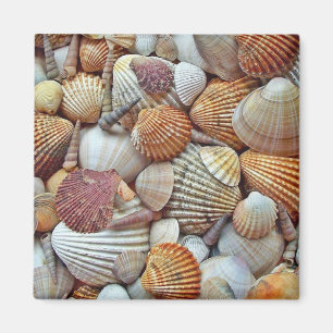 Aimant Coquillages