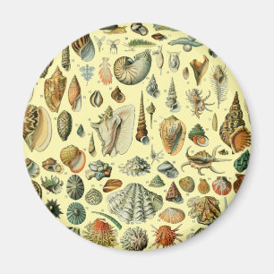 Aimant Coquillages de coquillages Mollusk Clam Élégant Ar