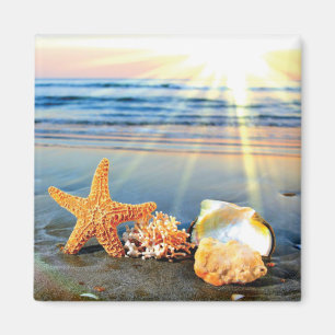 Aimant Coquillages marins et étoiles de mer sur la plage