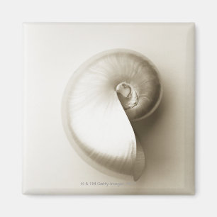 Aimant Coquille Pearlised 2 de mer de nautilus