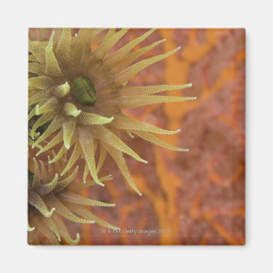 Aimant Corail orange de tasse