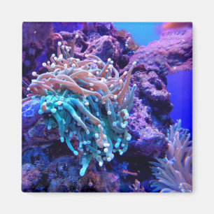 Aimant Corail récif anénome bleu rose pourpre