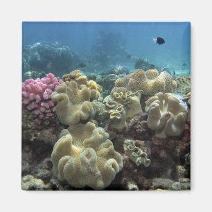 Aimant Corail, récif d'Agincourt, Grande barrière de cora