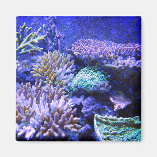 Aimant Corail récif tropical Caraïbes bleu vert pourpre