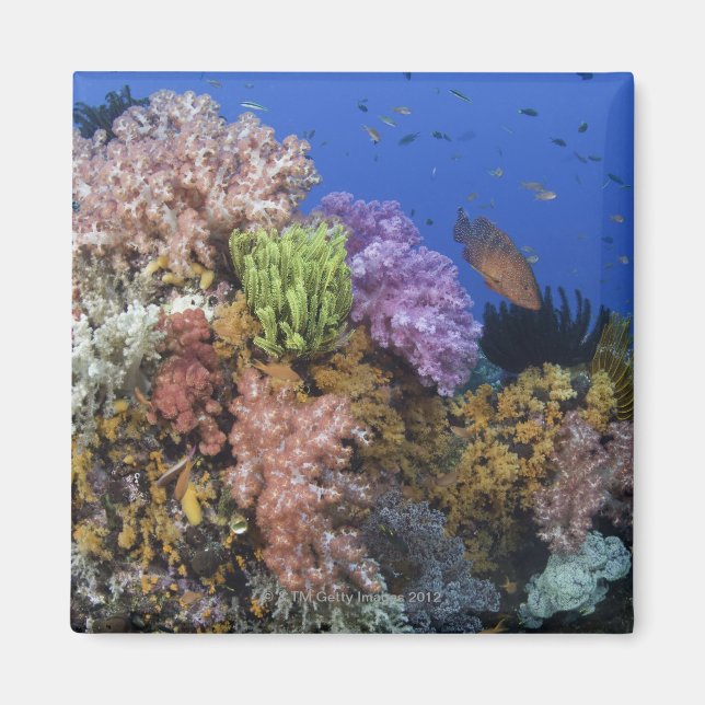 Aimant Corail reef, vue sous-marine (Devant)