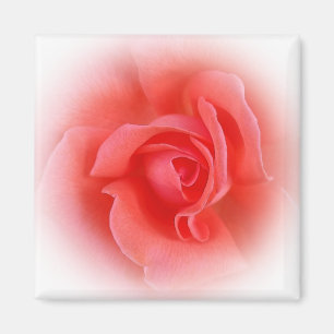 Aimant corail rose rose