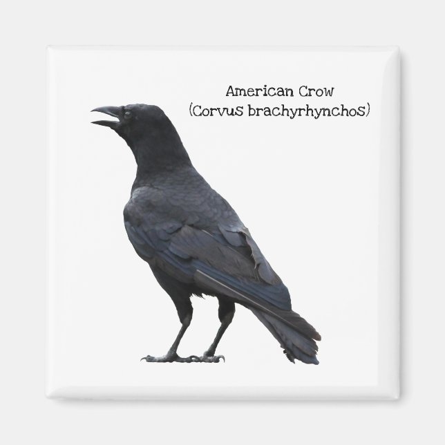 Aimant Corbeau américain (Devant)