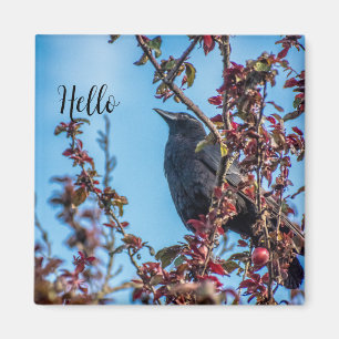 Aimant Corbeau dit bonjour