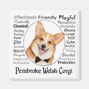 Aimant Corgi Traits