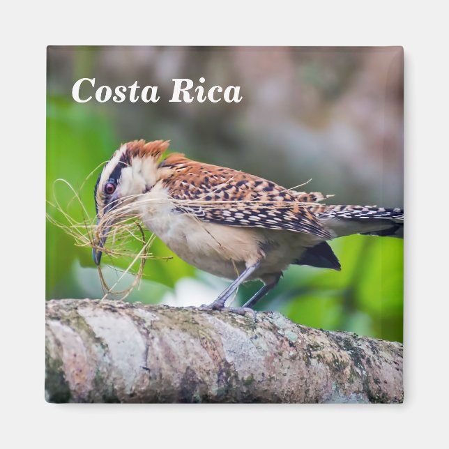 Aimant Costa Rica - Grand oiseau d'Amérique (Devant)