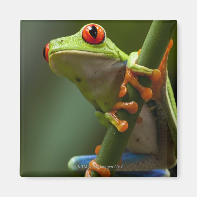 Aimant Costa Rica, Monteverde, Grenouille des arbres roug (Devant)