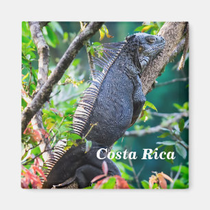 Aimant Costa Rica, Muelle - Iguane paresseux se reposant