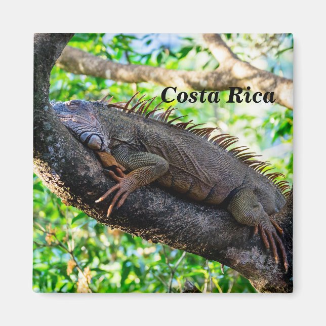 Aimant Costa Rica, Muelle - Lazy Iguana reposant dans un  (Devant)