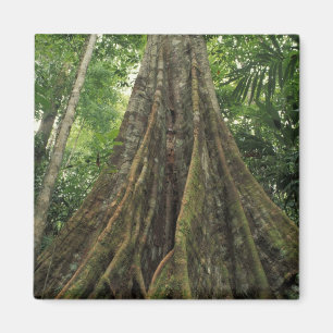 Aimant Costa Rica, Parc national de Corcovado, contrefort