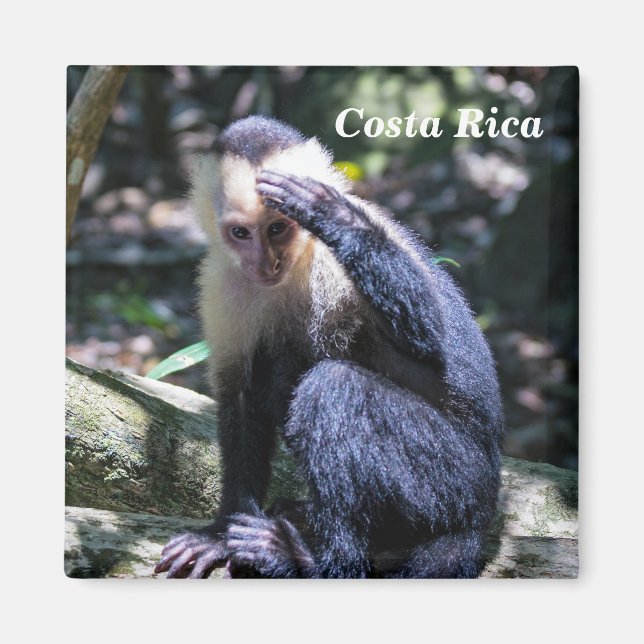 Aimant Costa Rica - Singe à tête blanche (Devant)
