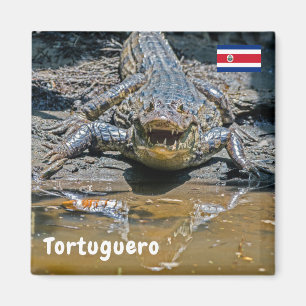 Aimant Costa Rica, Tortuguero - Crocodile agressif