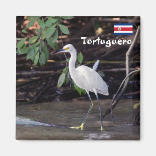 Aimant Costa Rica, Tortuguero - Egretta thula