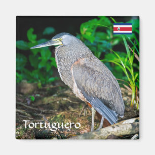 Aimant Costa Rica, Tortuguero - Heron