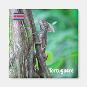 Aimant Costa Rica, Tortuguero - Lézard Basilisque