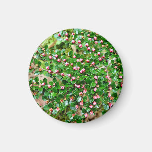 Aimant Cotonou horizontalis