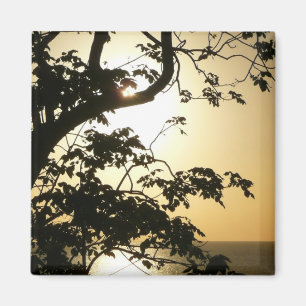 Aimant Coucher du soleil à travers les arbres II Photogra
